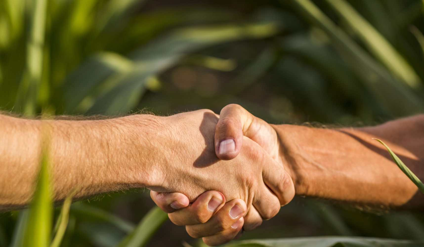 close-up-man-handshake-sunny-day